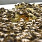 Bienen