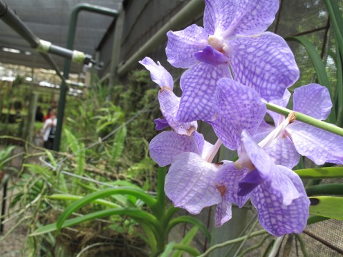 Sooo viele Orchideen in Costa Rica Sooo viele Orchideen in Costa Rica