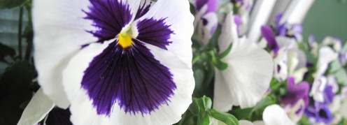 Blümchen Blümchen