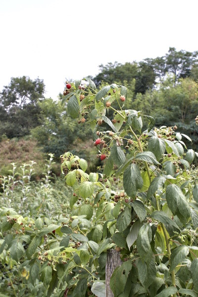 Herbsthimbeeren in Orion