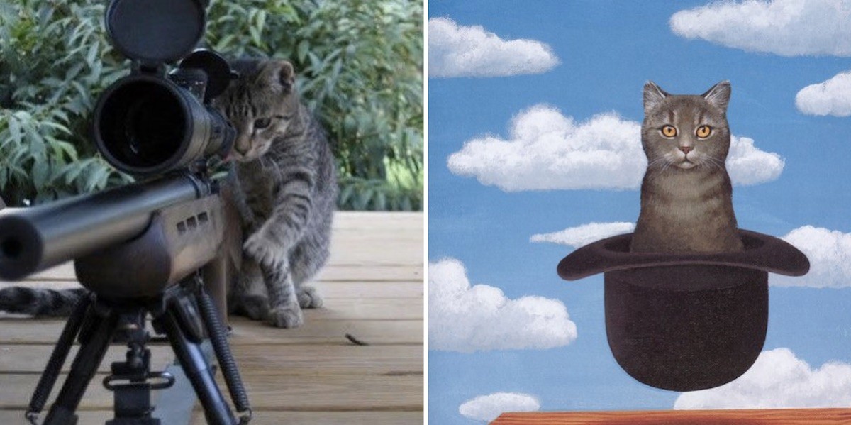 #BrusselsLockdown: Cat Content gegen den Terror